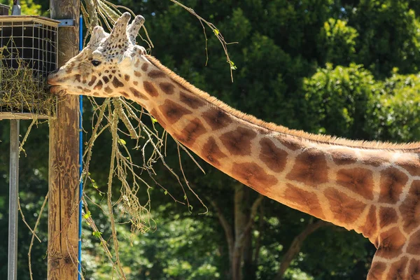 Giraffe Its Long Neck Curved Eats Feeding Basket Its Zoo — Stock Photo, Image