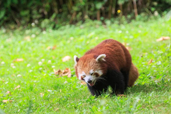 A cute red panda, a cat-sized mammal native to China, walking through a grassy field