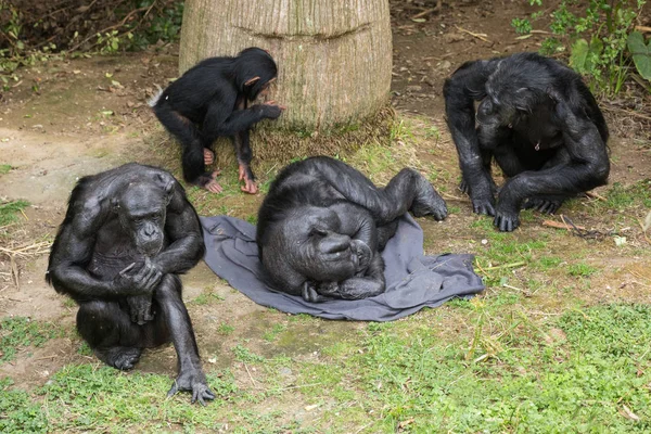 A family group of chimpanzees in a zoo enclosure. The oldest male is resting on a blanket, while the baby chimp plays