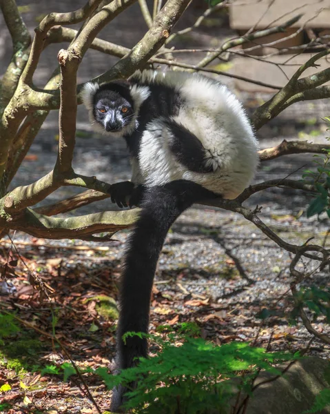 Een Zwart Witprinter Gegolfde Lemur Zitstokken Een Tak Staren Naar — Stockfoto