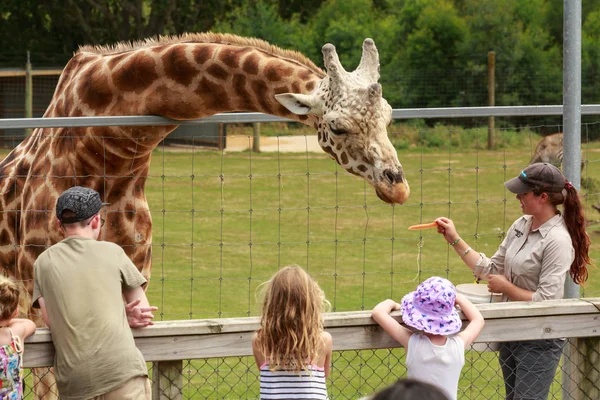 Keeper Hand Feeds Carrots Giraffe Hamilton Zoo Hamilton New Zealand — Stock Photo, Image