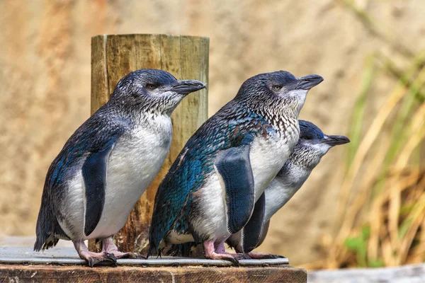 Bir grup küçük mavi penguenleri, olarak da bilinen peri penguenler, Yeni Zelanda'da bir dock üzerindeki fotoğraflandı dünyanın en küçük penguen türlerinin