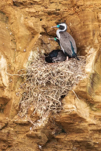 A pair of spotted shag, or spotted cormorants, a water bird found in New Zealand, in a simple stick nest built high on a cliff face. Both birds are in breeding plumage. Photographed in Queen Charlotte Sound