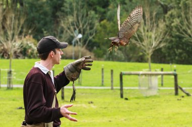 Deri eldiven ile falconer bir şahin havaya serbest bırakır. Kanat açıklığı ulusal bir yırtıcı kuş Merkezi, Rotorua, Yeni Zelanda tutulur bir nadir Yeni Zelanda yerli Şahin (Falco novaeseelandiae), kuştur. Fotoğraflandı 23 Eylül 2013 