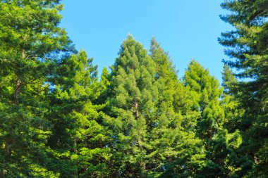 California Sekoya ağaçları, kaplı Bulutsuz mavi gökyüzü karşı gür yeşil yapraklar içinde. Whakarewarewa orman yakınındaki Rotorua, Yeni Zelanda