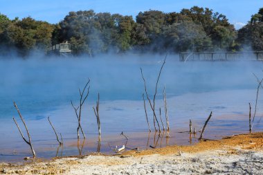 Buharlı sıcak jeotermal göl Kuirau Park, tam ortasında Rotorua, Yeni Zelanda. Ahşap bir geçit ile çevrili. 