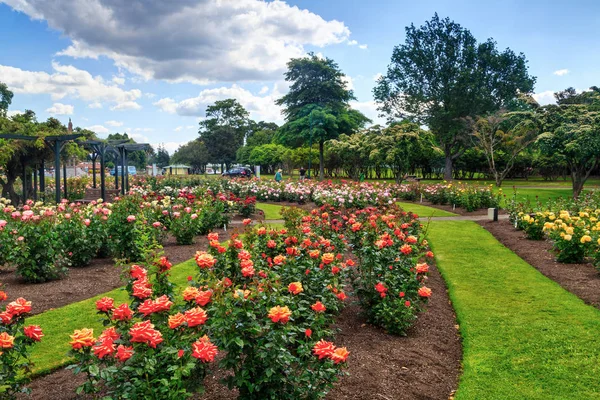 Hermoso Jardín Rosas Lleno Flores Primavera Parque Government Gardens Rotorua — Foto de Stock