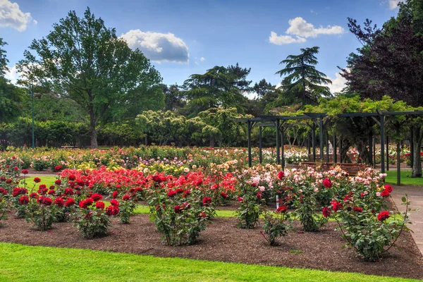 A rose garden in a park, with blooms of many colors arranged around a pergola and benches. Government Gardens, Rotorua, New Zealand