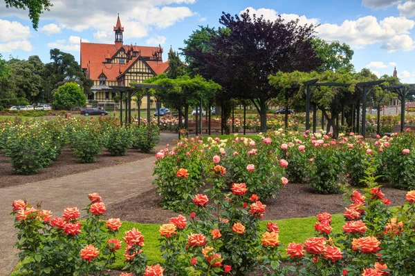 Розовый Сад Парке Government Gardens Роторуа Новая Зеландия Заднем Плане — стоковое фото