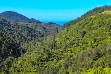 Tepeler yerel ormanda, Coromandel Yarımadası, Yeni Zelanda kaplıdır. Bir çam tarlası sağ arka görülebilir, ve ötesinde okyanusun su 