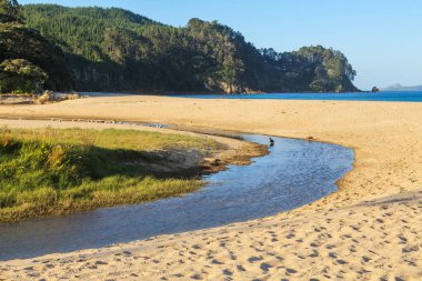 Güzel Coromandel Yarımadası'nda Onemana plaj, Yeni Zelanda. Bir dere altın kumlardan okyanusa doğru esiyor. 