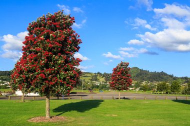 Two pohutukawa trees covered with red summer flowers on the outskirts of Thames, New Zealand clipart
