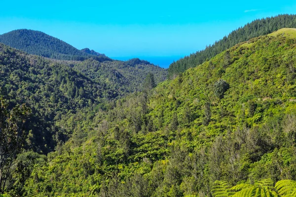 Hills covered in native forest, Coromandel Peninsula, New Zealand. A pine plantation can be seen at the right rear, and beyond that the water of the ocean