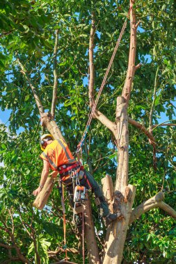 Büyük bir avokado ağacından dalları budama bir ağaç cerrahı, bir emniyet kemeri asılı. Tauranga, Yeni Zelanda, 23 Mart 2012 