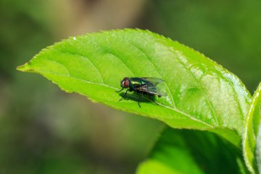 Yeşil bir şişe sinek, bahçede bir yaprak üzerinde oturan