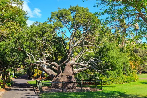 Árbol Botellas Queensland Real Jardín Botánico Sydney Australia — Foto de Stock