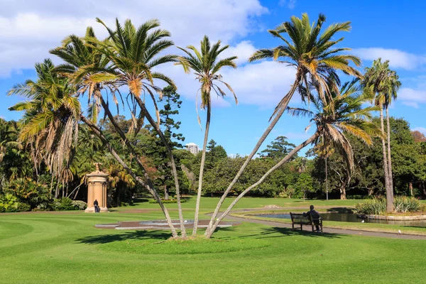 Palmeras Real Jardín Botánico Sydney Australia — Foto de Stock