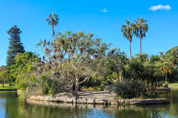 Main Pond Royal Botanic Garden Sydney Australia Los Cormoranes Anidan — Foto de Stock