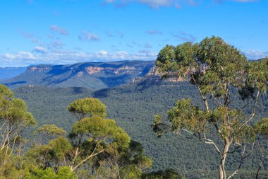 Mavi Dağlar'da manzara, Avustralya. Ön planda okaliptüs ağaçları ile Dar Boyun platodoğru bakıyor 