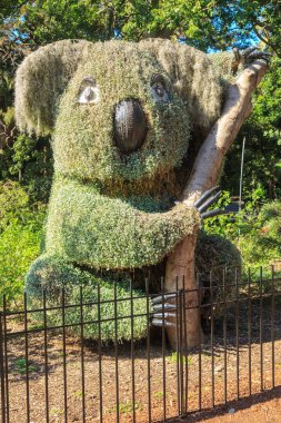 Sidney, Avustralya'daki bir parkta bitkilerden yapılmış bir koalaekoheykeli 