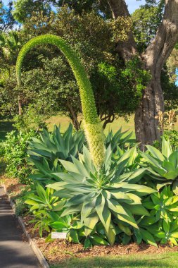 Agav attenuata, etli bir bitki, büyük bir sarkık çiçek başak ile. Royal Botanic Garden, Sidney, Avustralya 