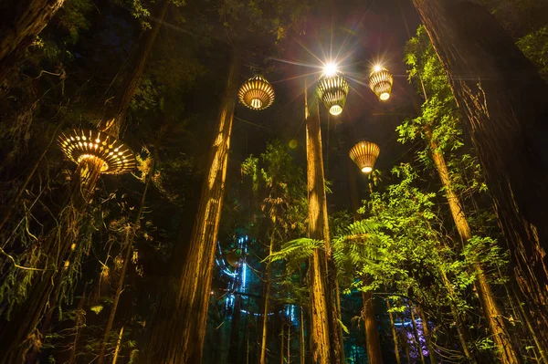Ahşap fenerler geceleri Redwood ormanı aydınlatacak. Whakarewarewa Forest, Rotorua, Yeni Zelanda 'da fotoğraflandı