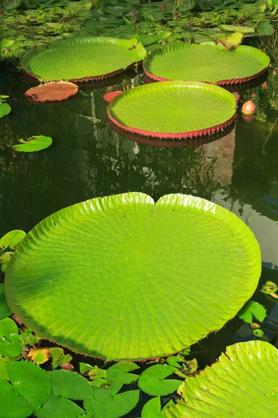 The leaves of the giant water lily, Victoria amazonica, with regular water lilies for scale