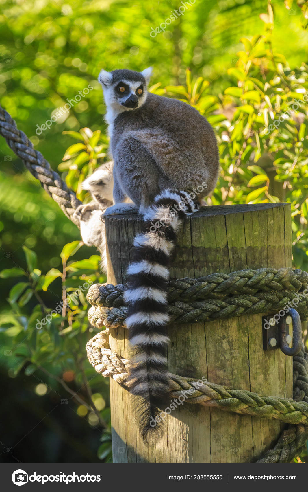 Begradigen Betsy Trotwood Artikel ring tailed primate Haus schlechter