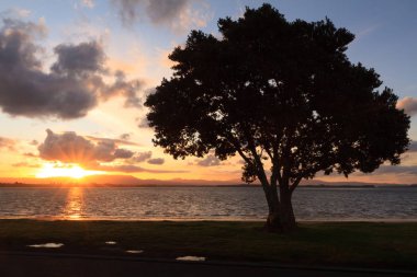 Okyanusun kenarında duran bir ağaç, gün batımına karşı siluet. Güneş sadece ufka dokunuyor.. 