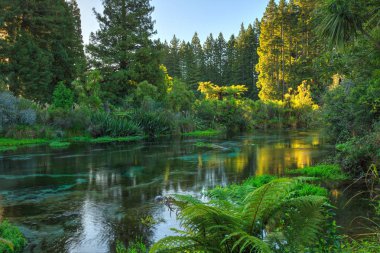 Yeni Zelanda, Rotorua yakınlarındaki Hamurana Springs 'ten gelen kristal berrak bir dere. Çevredeki orman yerli bitkiler ve egzotik Kaliforniya sekoya ağaçlarından oluşur. 