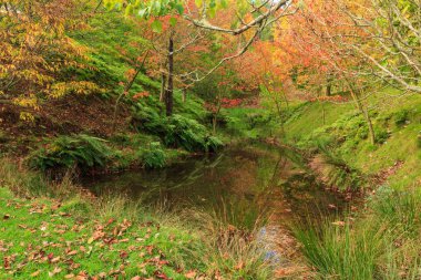 Kırmızı, sarı ve turuncu sonbahar yapraklı ağaçlar, küçük bir orman göleti etrafında yetişiyor. 