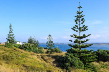 Young Norfolk pine trees growing on grass-covered dunes. Pukehina Beach, New Zealand  clipart