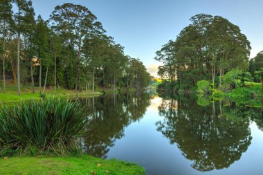 Alacakaranlıkta sakin bir göl, etrafını saran yüksek okaliptüs ağaçlarını yansıtıyor. Mclaren Şelaleleri Parkı, Bolluk Körfezi, Yeni Zelanda