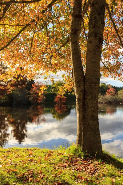 Autumn trees with colorful fall foliage growing by the side of a lake. The late afternoon sun backlights the leaves