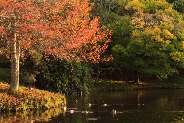 Paisaje Otoñal Árbol Con Follaje Rojo Brillante Crece Junto Lago — Foto de Stock