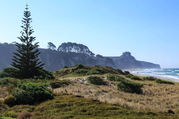 Escénico Barrido Por Viento Pukehina Beach Nueva Zelanda Pino Solitario — Foto de Stock