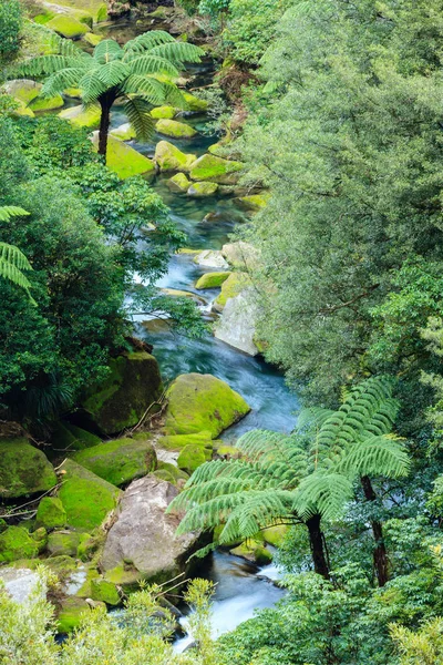 Поток Протекающий Новозеландскому Лесу Между Папоротниками Деревьев Мхом — стоковое фото