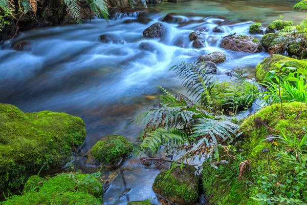 Лесной Ручей Новой Зеландии Окруженный Кошачьими Скалами Папоротниками — стоковое фото