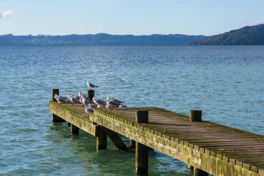 Bir göl üzerinde eski ve yıpranmış ahşap iskele, sonunda tünemek martılar ile. Rotorua Gölü, Yeni Zelanda 