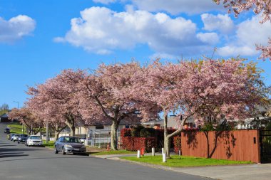 Yeni Zelanda 'nın sessiz bir banliyö sokağında açan ilkbahar kiraz ağaçları