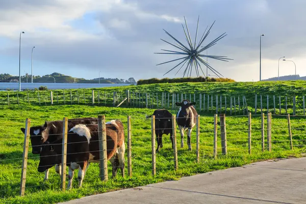 ニュージーランドのタウランガ郊外のパパマで バウンド アラウンド と呼ばれる珍しい金属彫刻 スピニフィックス草の種子の頭のような形をしており 地元のビーチ中で成長します 2019年9月7日 — ストック写真