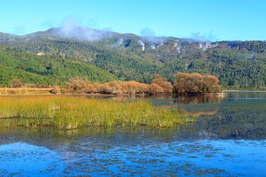 Sonbaharda Yeni Zelanda 'nın Taupo Gölü kıyısında. Renkli sonbahar yapraklı söğüt ağaçları suyun kenarında büyürler ve tepelerdeki jeotermal bacalardan buhar çıkar. 