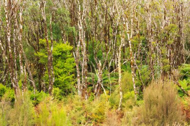 Kuzey Adası Volkanik Platosu, Yeni Zelanda 'da bir kayın ormanı. Genç kayın ağaçlarının zayıf, yosunlu gövdeleri var. Kötü toprak ve soğuk iklim nedeniyle.