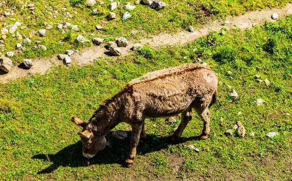 Yound Roztomilý Kůň Krmení Trávou Krásné Louce Ajaccio Korsika — Stock fotografie