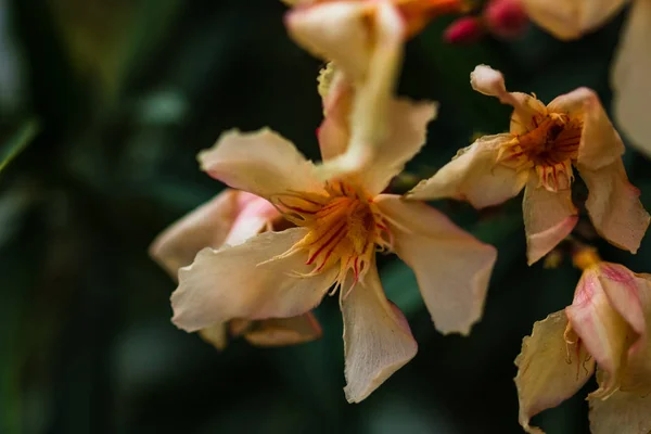 庭園の美しい黄色の花のクローズ アップ. — ストック写真