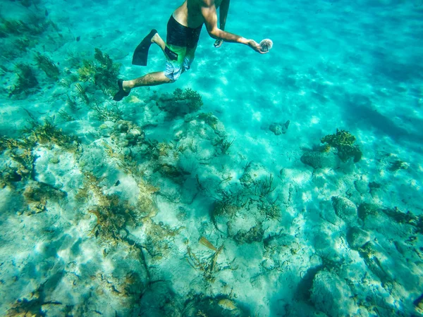 카리브 바다의 바닥에서 성 게를 복용 하는 다이 버. — 스톡 사진