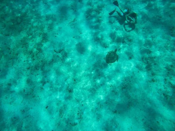 Mergulhador tirando uma foto de uma tartaruga no fundo do Mar do Caribe . — Fotografia de Stock