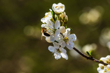 Yakın çekim bahar çiçeği güzel ağaçlarda görünümünü.