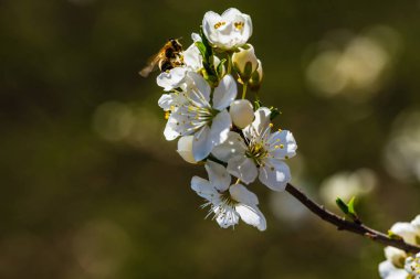 Yakın çekim bahar çiçeği güzel ağaçlarda görünümünü.