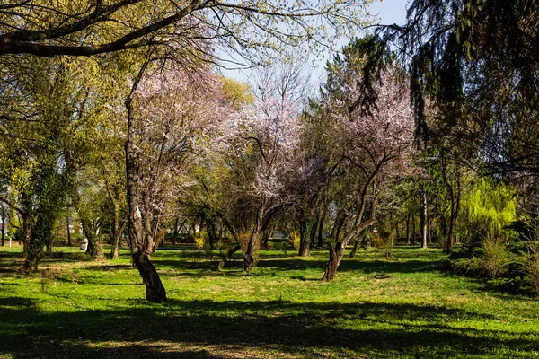 Schilderachtige lente weergave van mooi kersen bomen in bloei. — Stockfoto